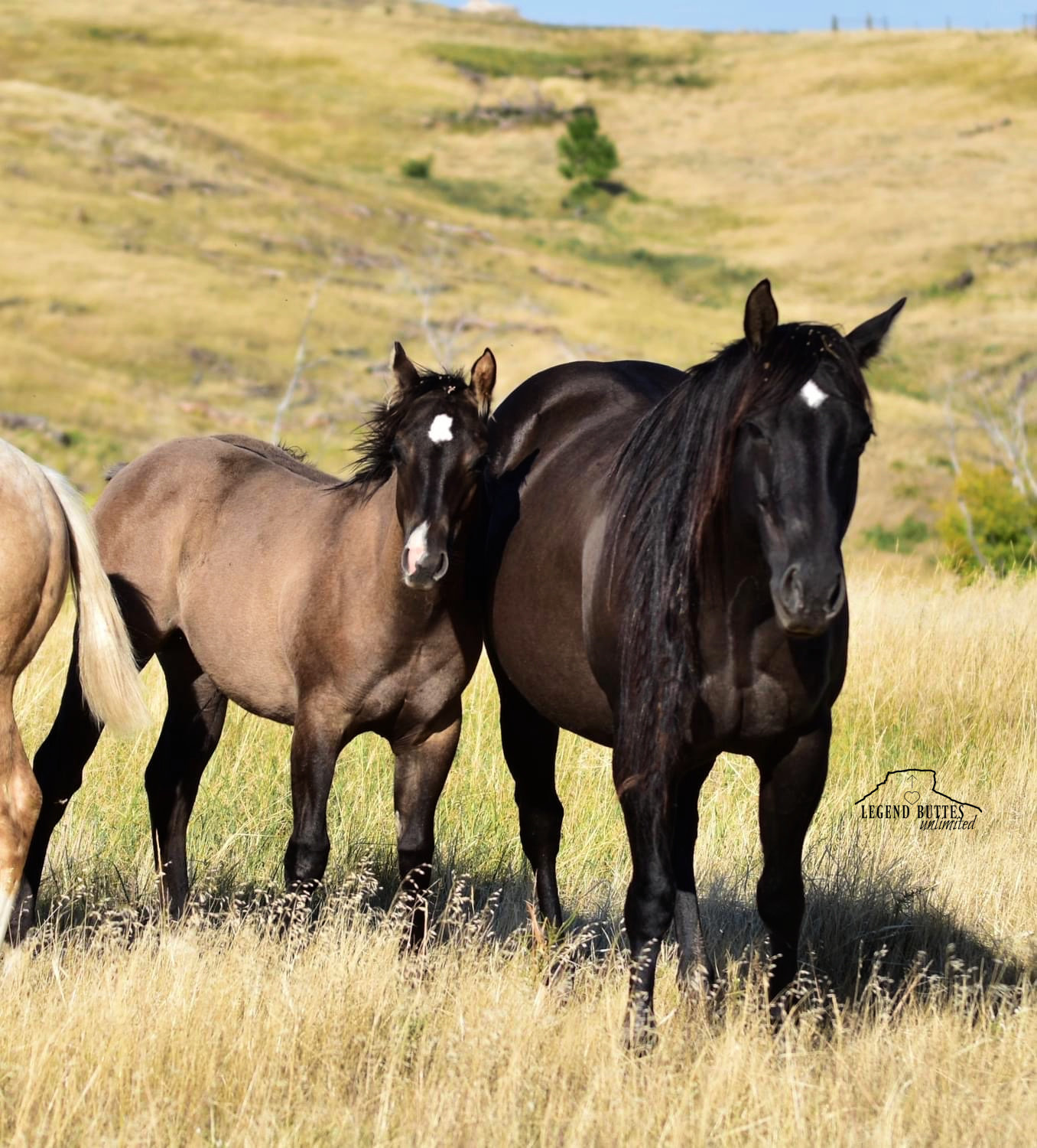 Ron Herman 別注 HARPO horse broach HARPO⭐︎horse broach Ron Herman 別注 HARPO horse broach