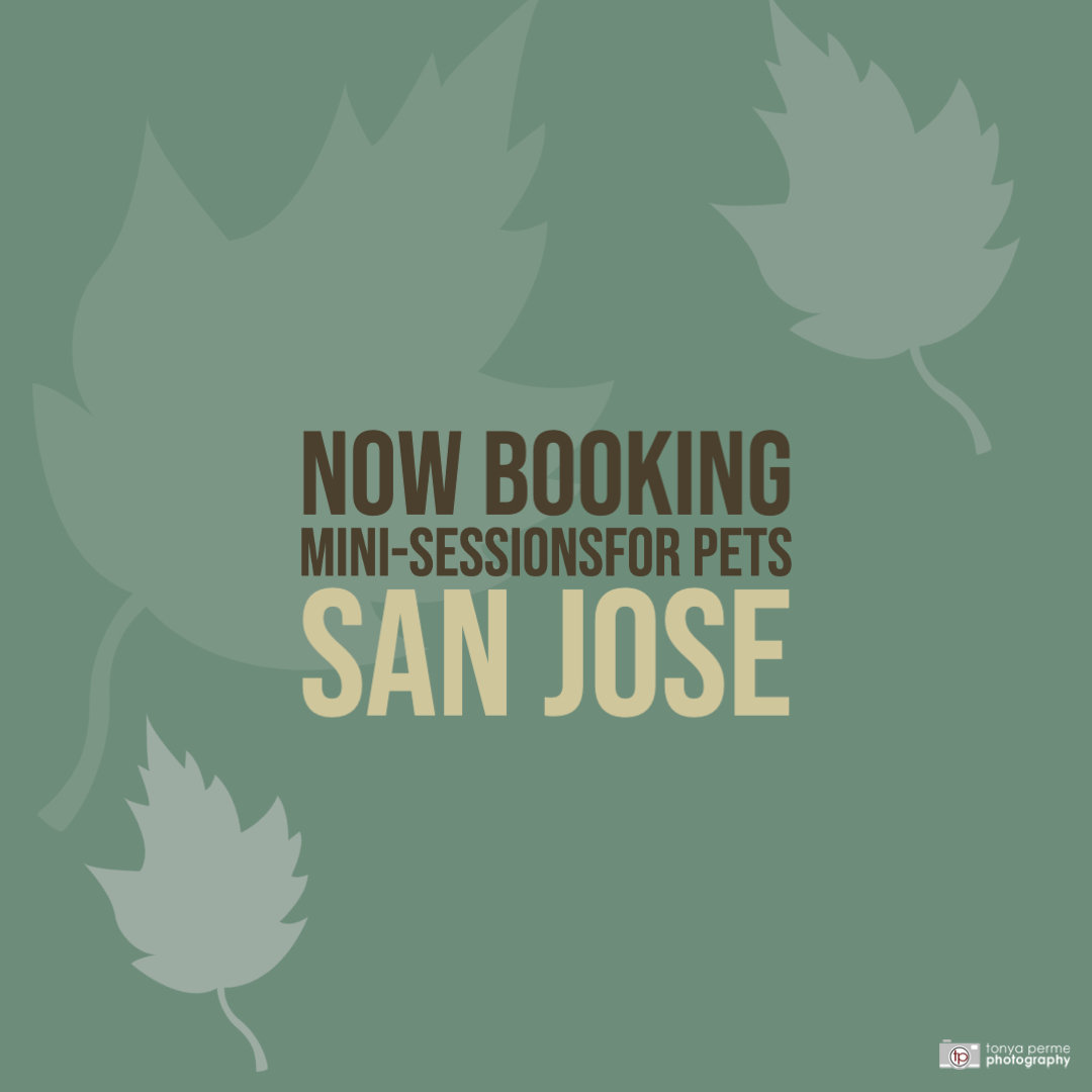 San Jose Fall MiniSessions for Pets Tonya Perme Photography