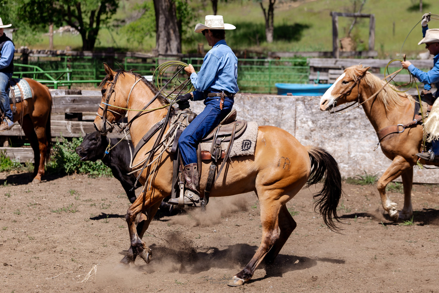 Western Ranch Work California - Working Ranch & Branding Content Trip - Julia Miller ...