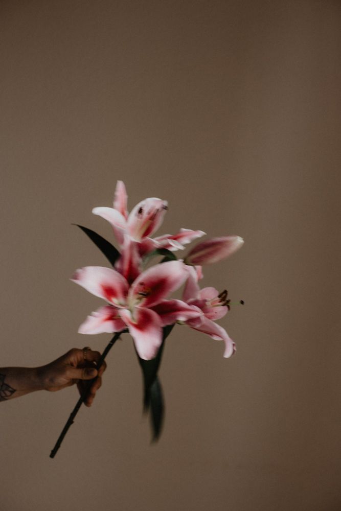 Hand holding pink stargazer lilies against brown background.
