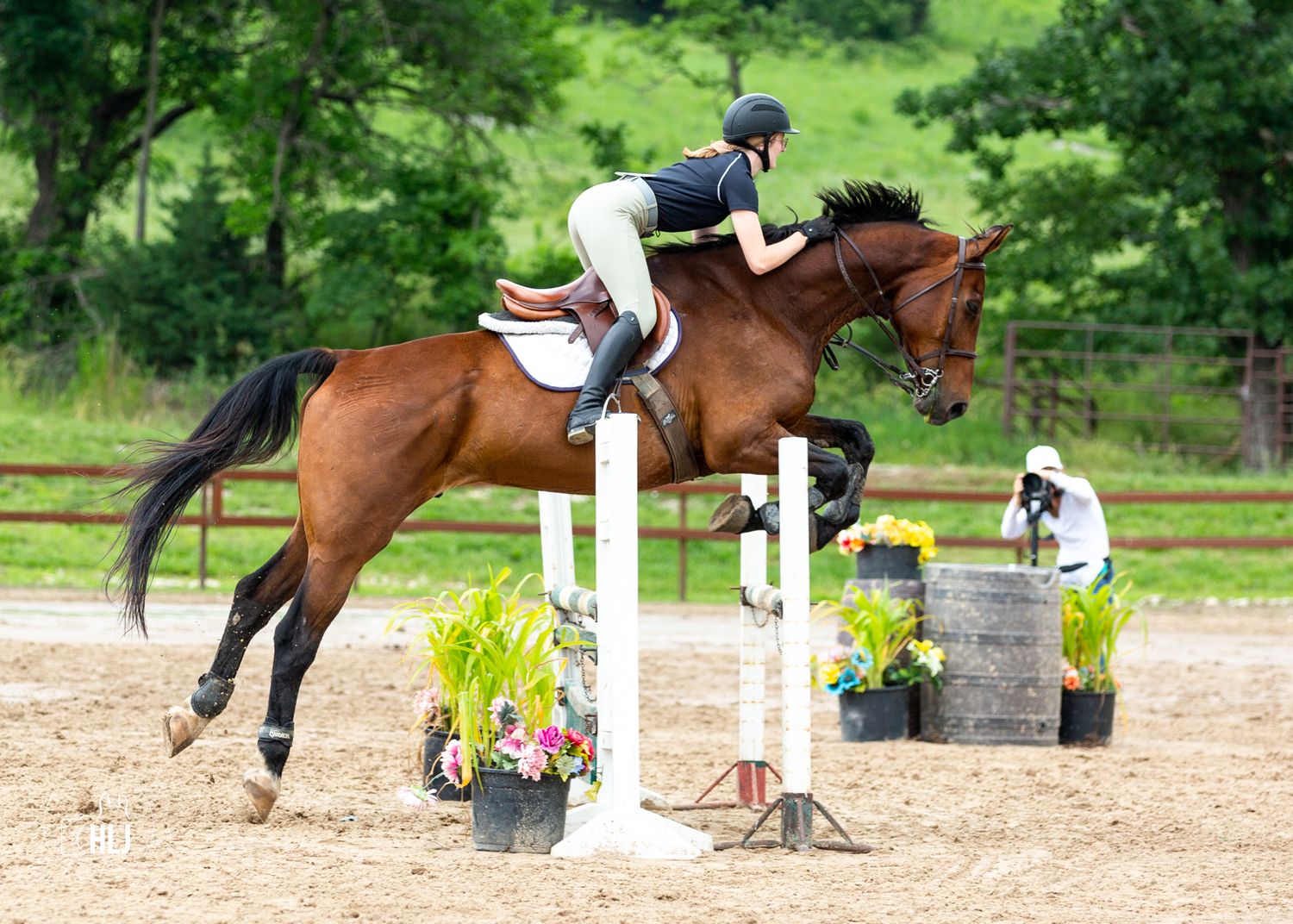 Athletic bay horse clearing show jumping fence with potted plants.