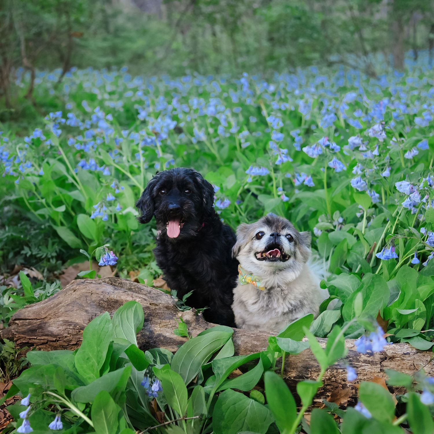 Two dogs sitting among vibrant purple wildflowers and green foliage in a spring garden setting.