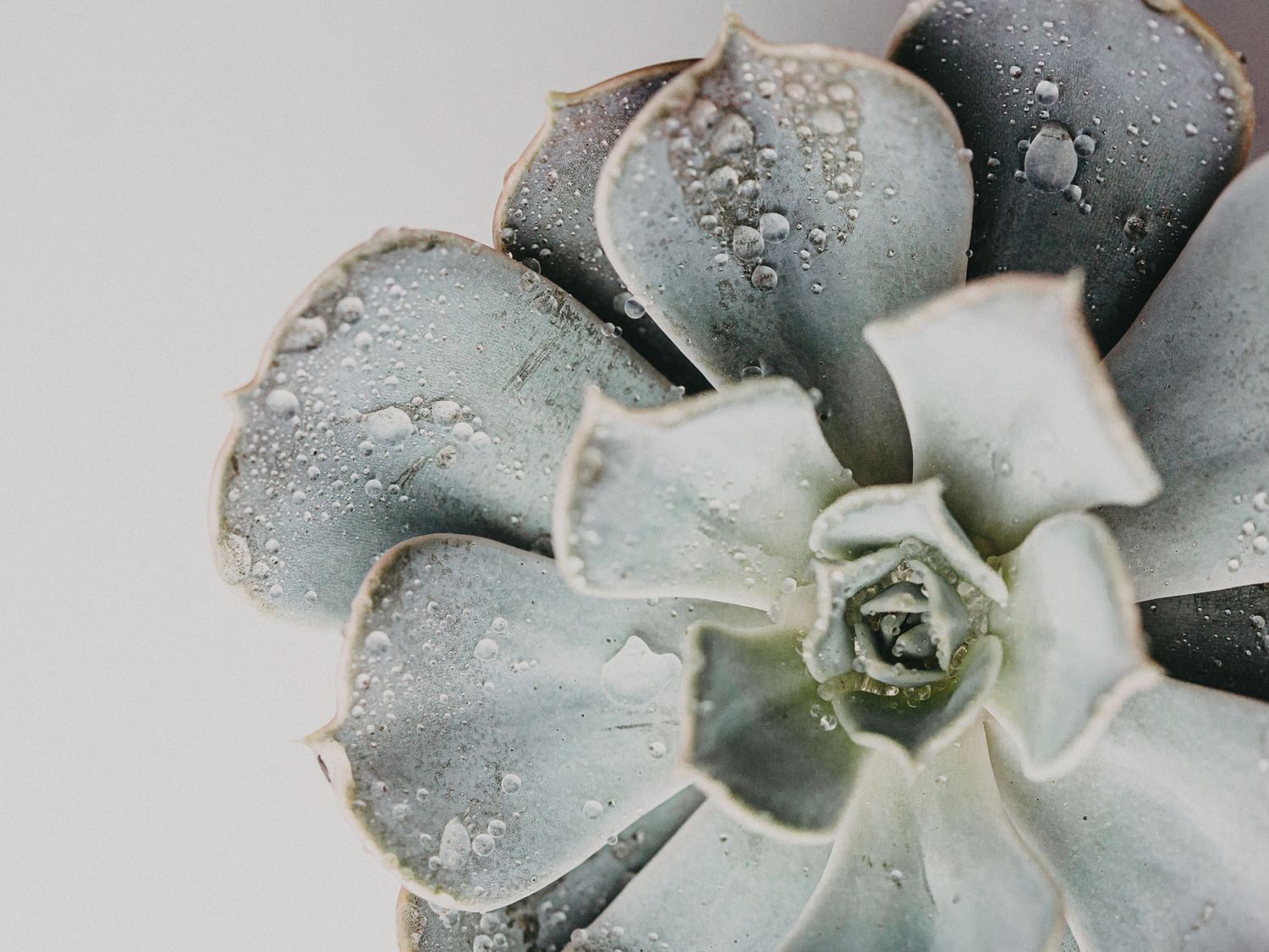 Sauerkirsche Fotografie