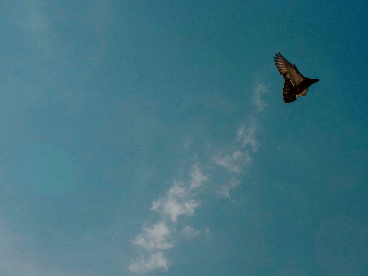 Bird soaring freely against a bright blue sky with wispy white clouds.