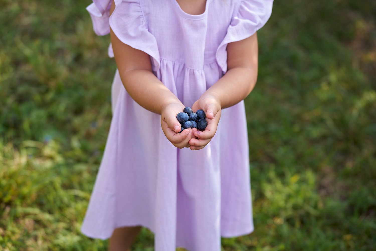 Toddler girl in lavender dress cupping blueberries in her hands
