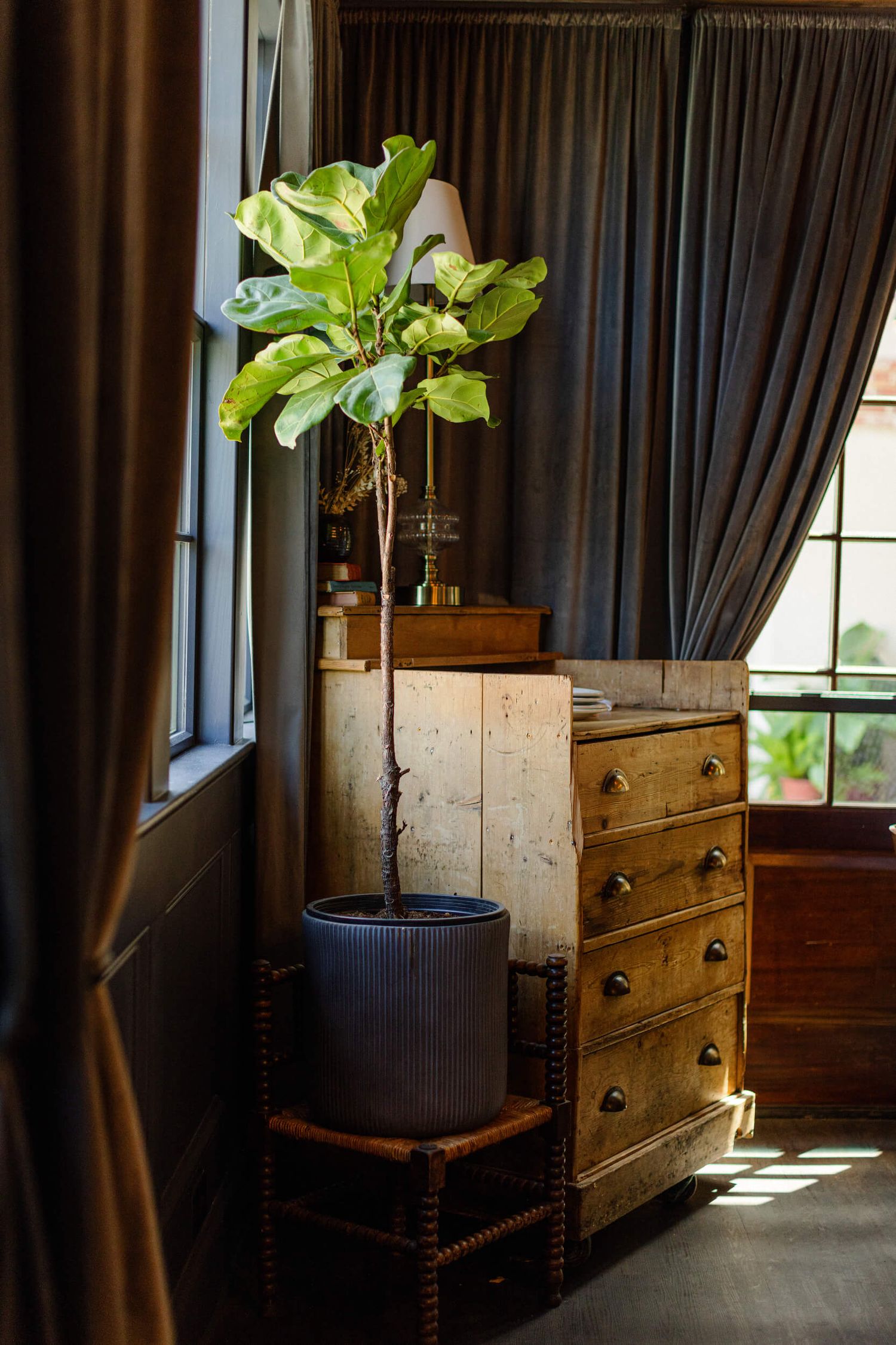 Interior decor featuring fiddle leaf fig plant next to vintage wooden dresser and dark curtains.
