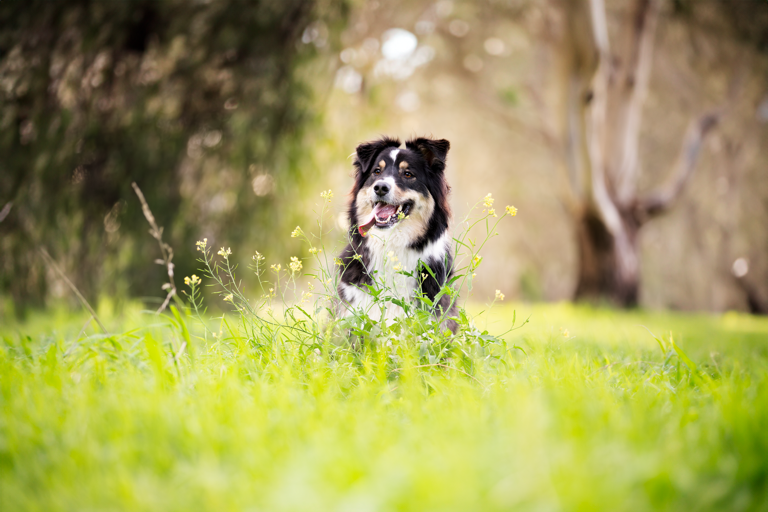 Professional Pet Photography in Melbourne -  A portrait of an Australian Shepherd in a field with flowers