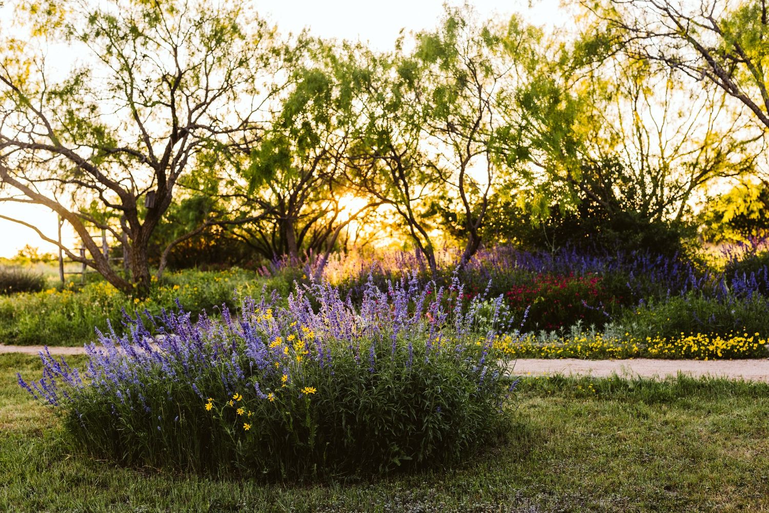 Circular flower bed with purple blooms and trees at sunset.