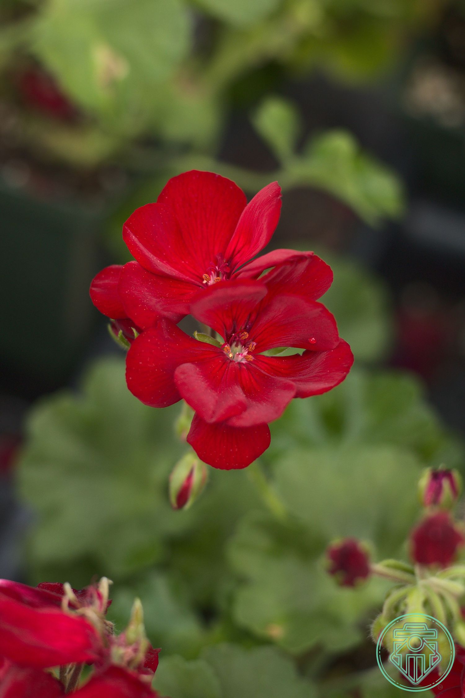 red flower