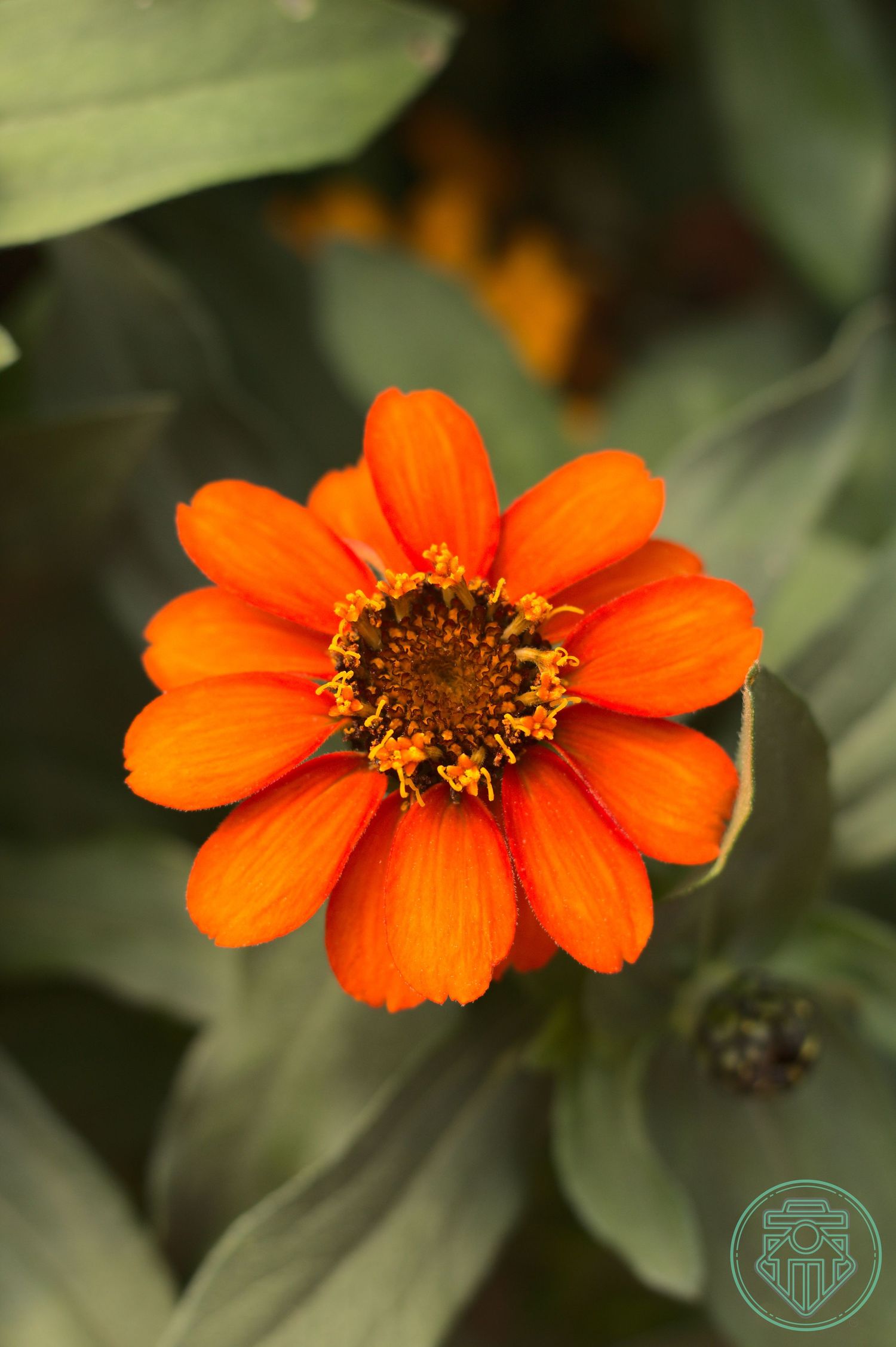 orange flower