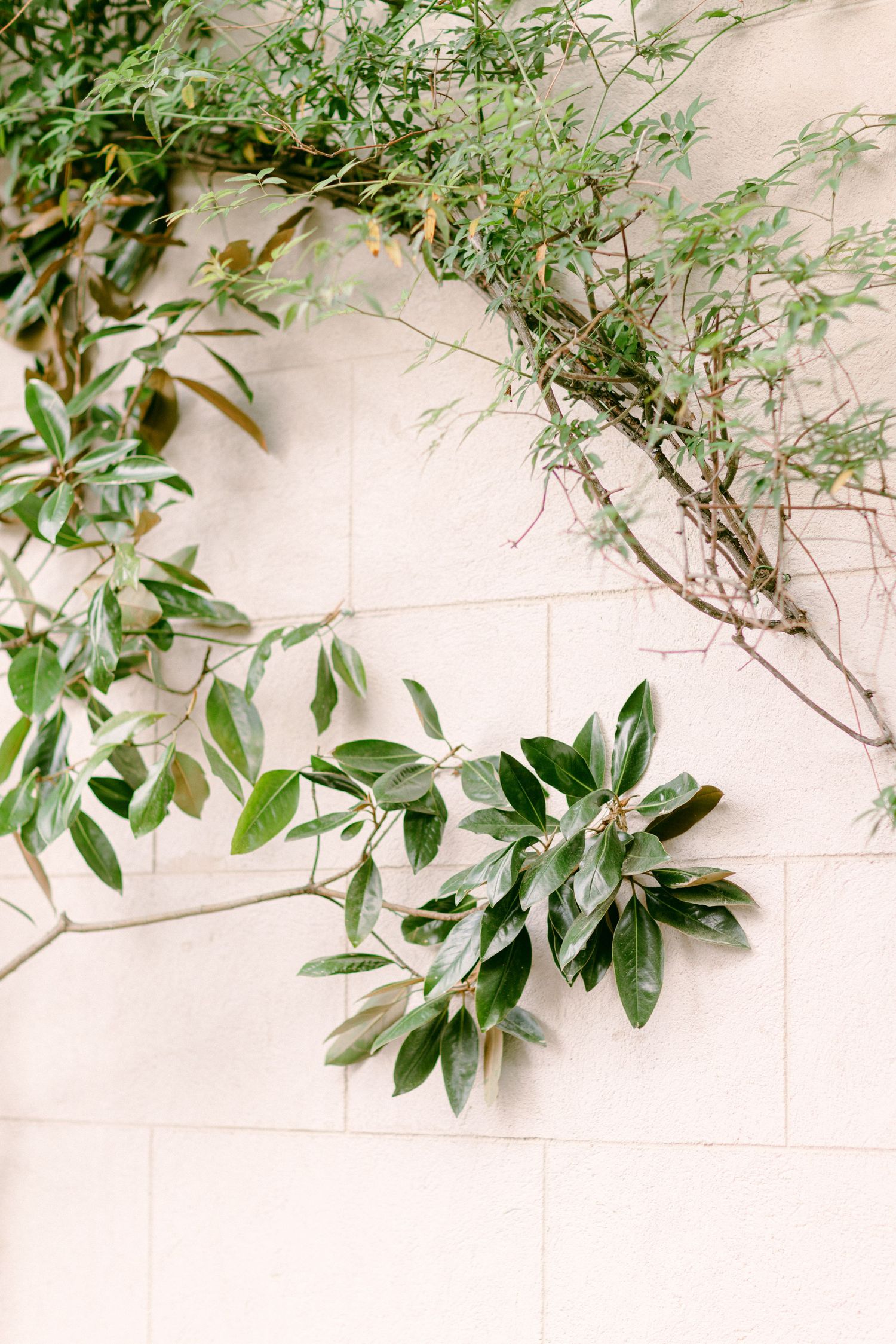 Green vines and leaves growing against a white stone wall creating natural texture.