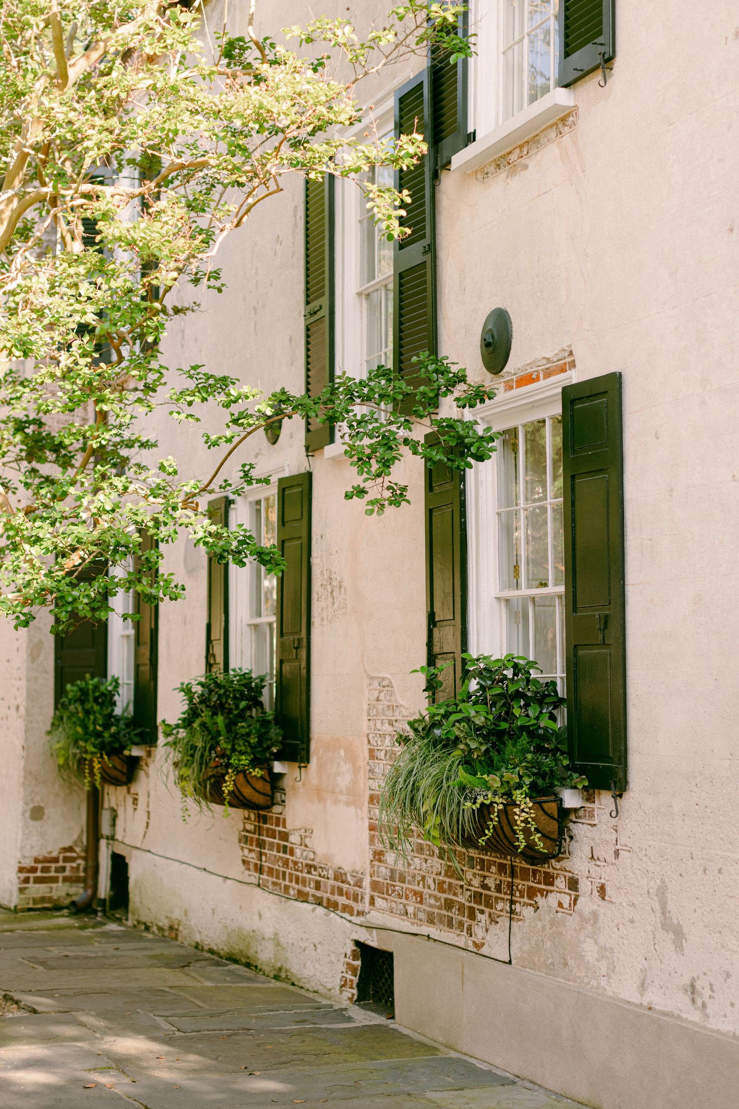 Charleston row house with white walls, dark shutters and flower-filled window boxes.