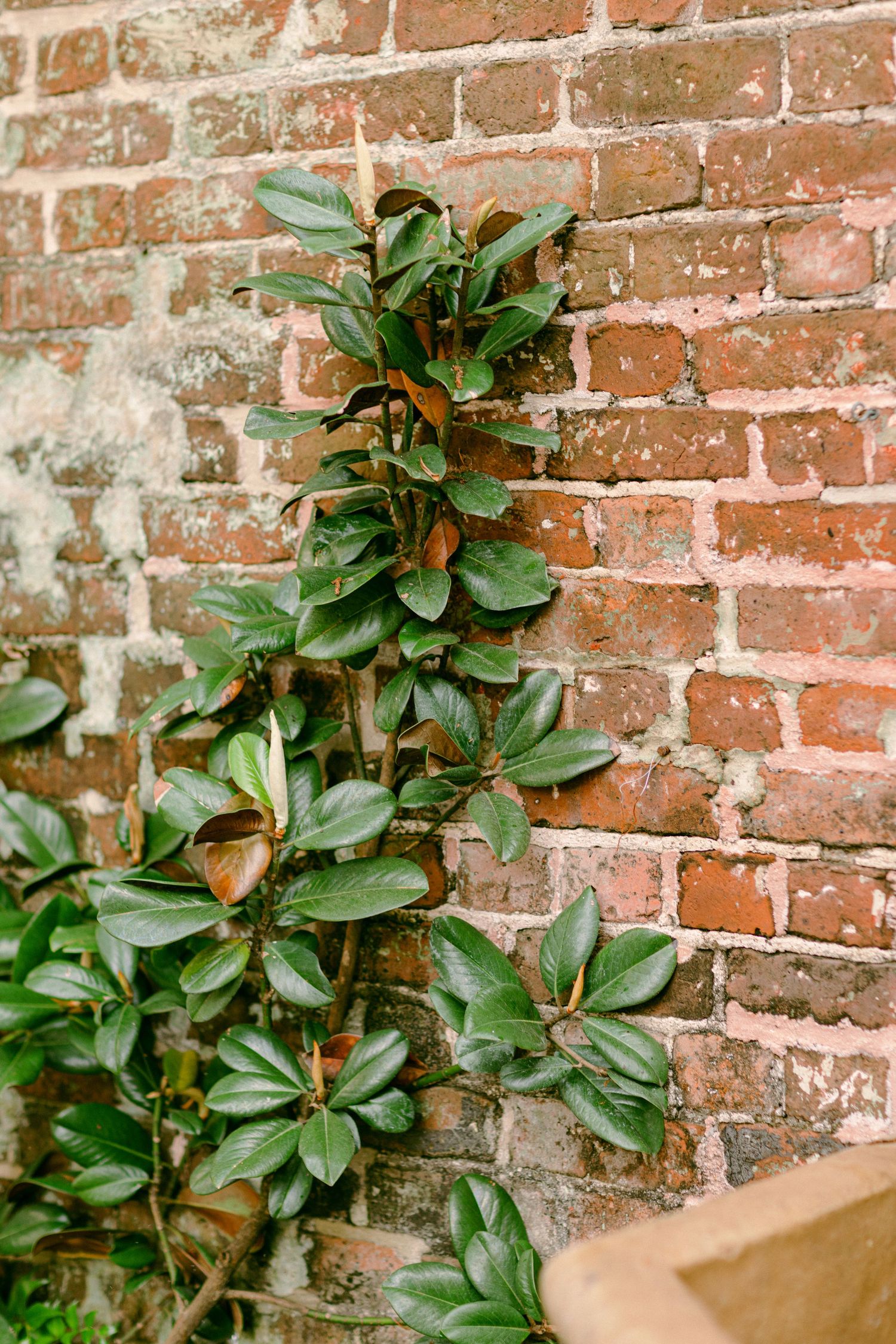 Green magnolia plant growing against rustic red brick wall.