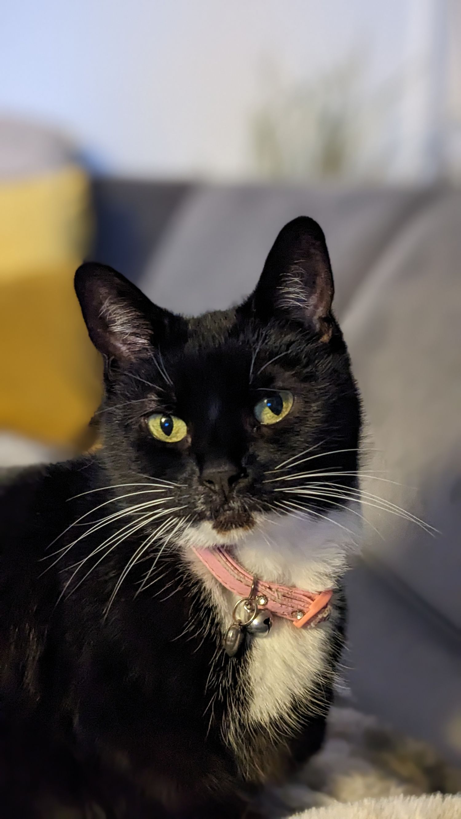 Striking black and white cat with yellow eyes and pink collar looks intently at the camera.