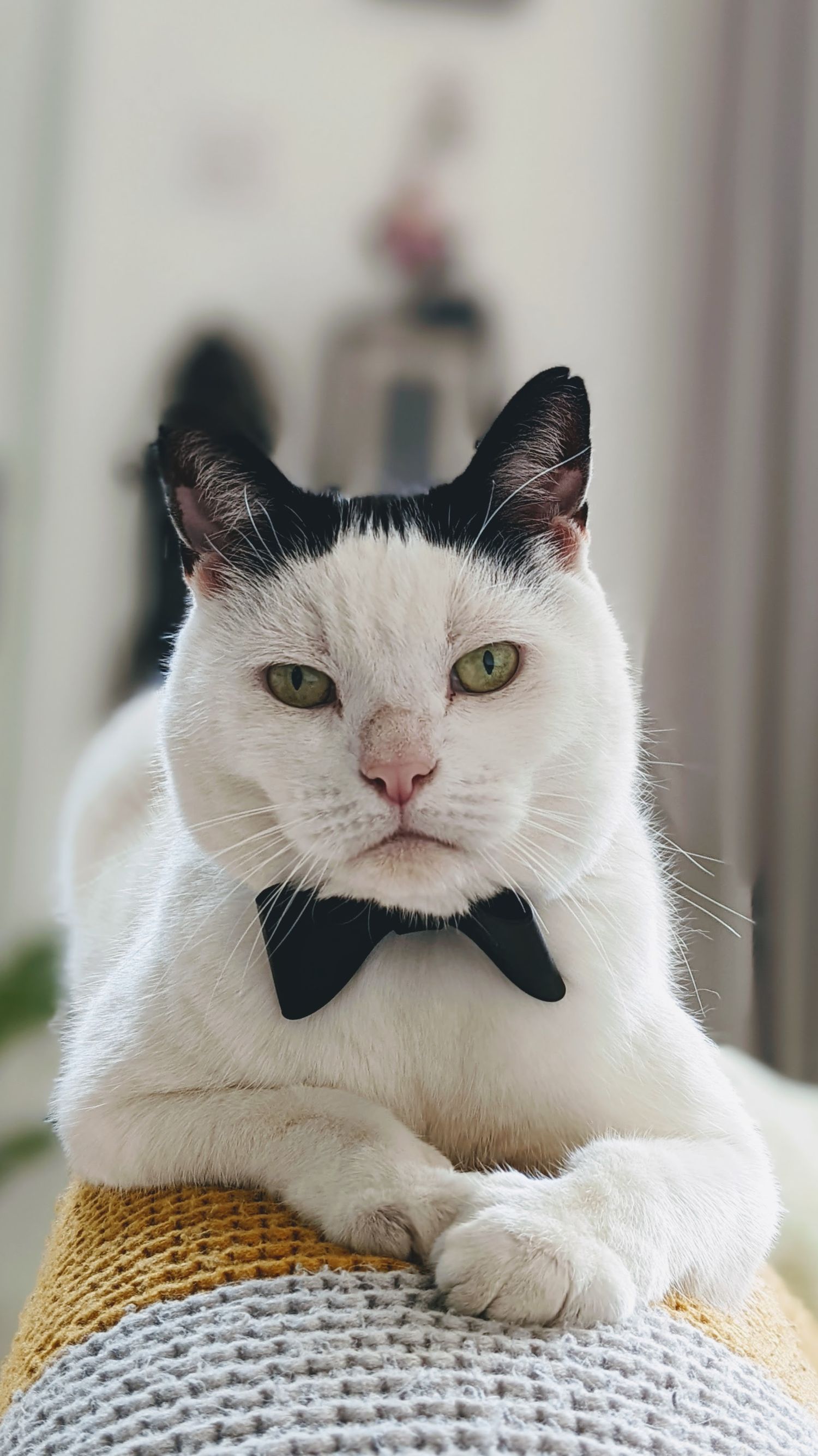 A distinguished white cat wearing a black bowtie while resting on a knitted surface.