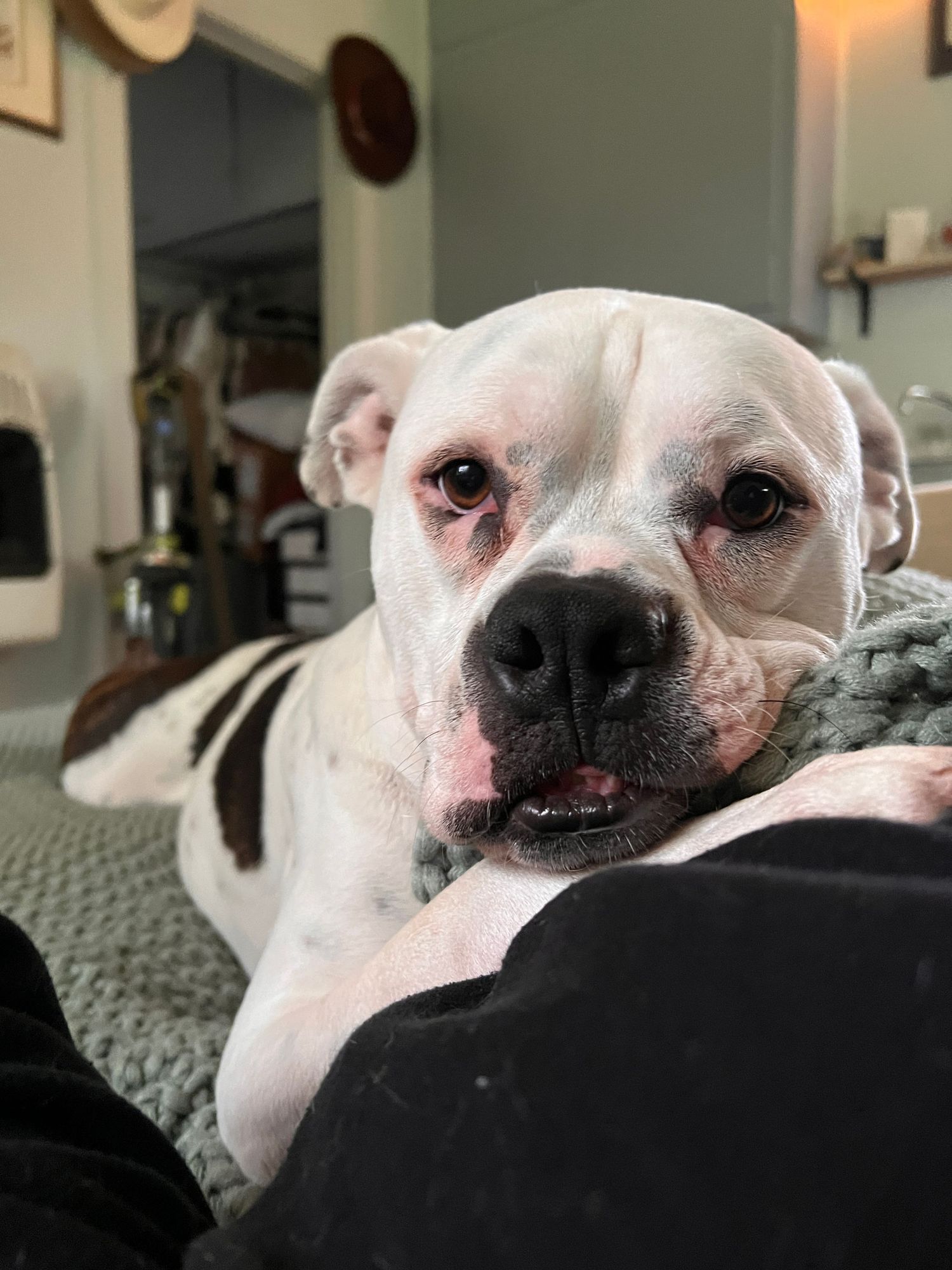 rescue dog laying on couch