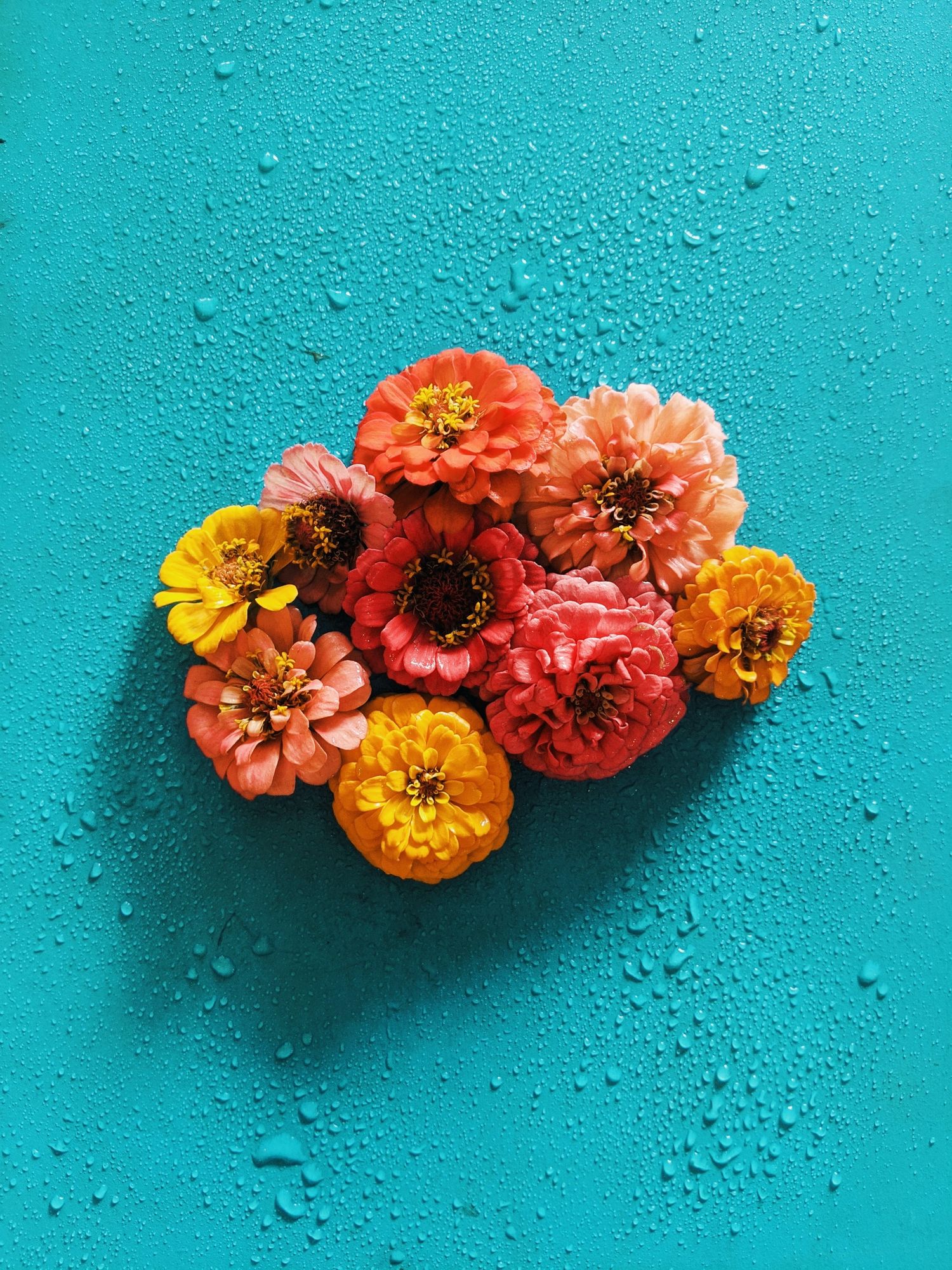 Colorful zinnia flowers in orange and yellow arranged on a bright turquoise surface with water droplets.