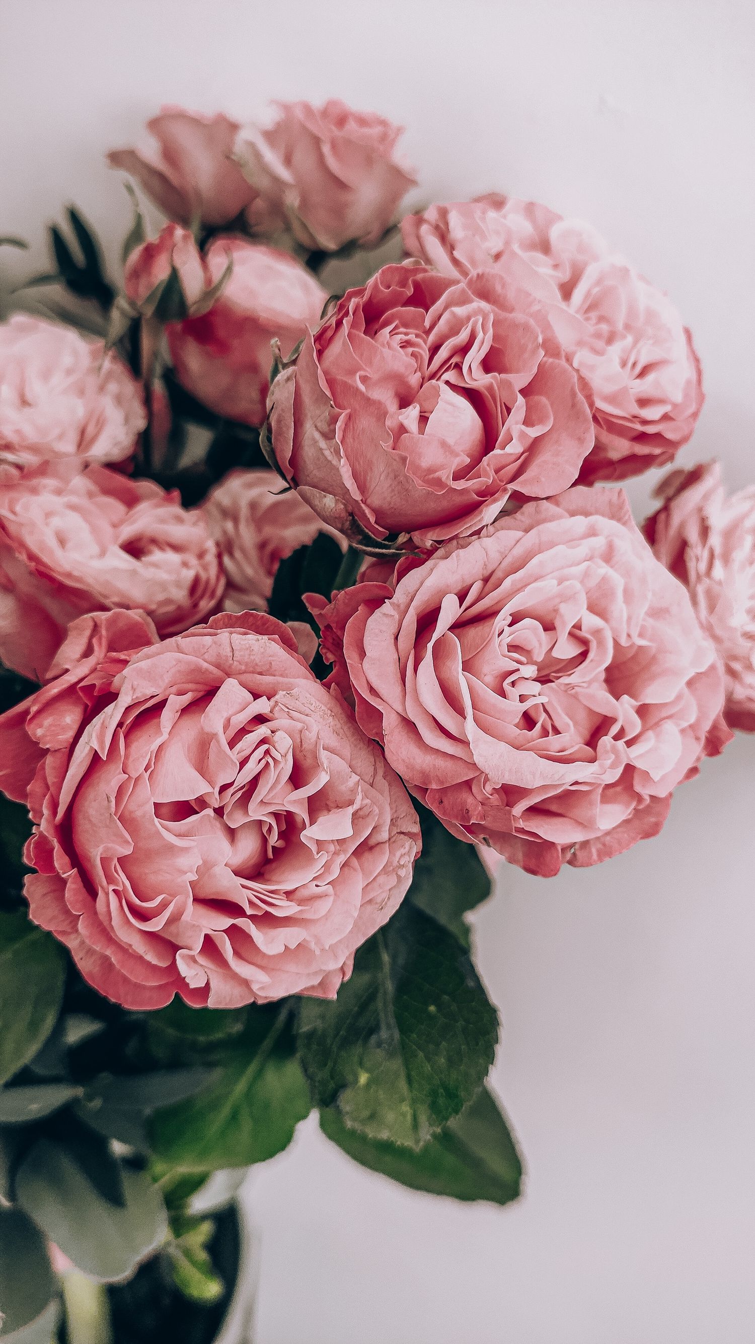 Beautiful pink garden roses with layered petals in full bloom against neutral background.