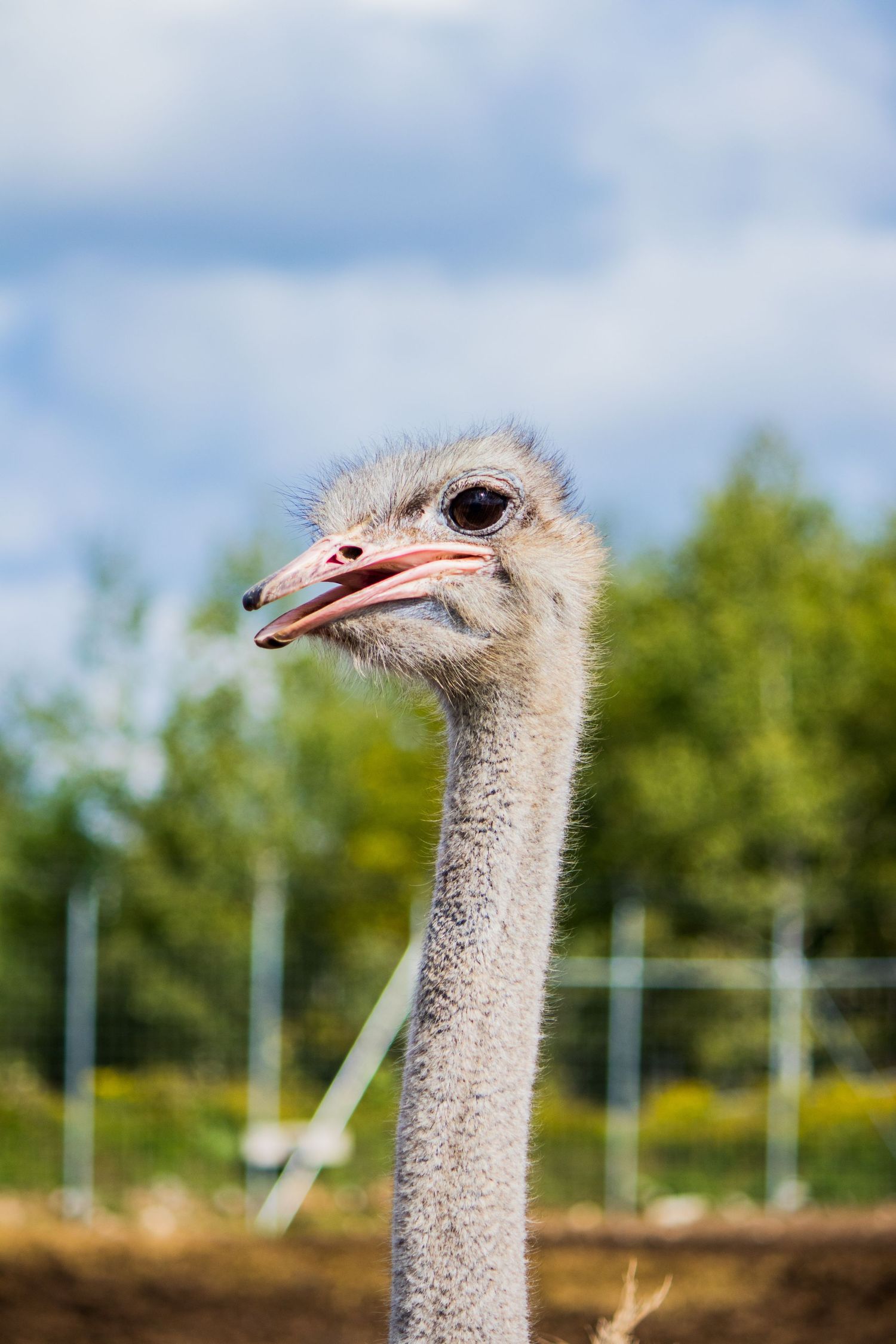 Close-up portrait of an ostrich with long neck against a blue sky with vegetation in background.