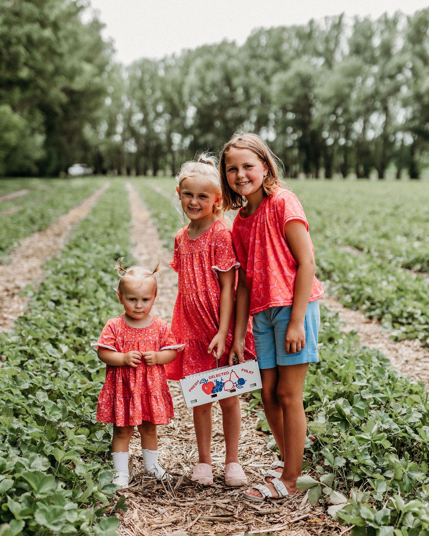 three little girls standing in a strawberry field in northwest iowa