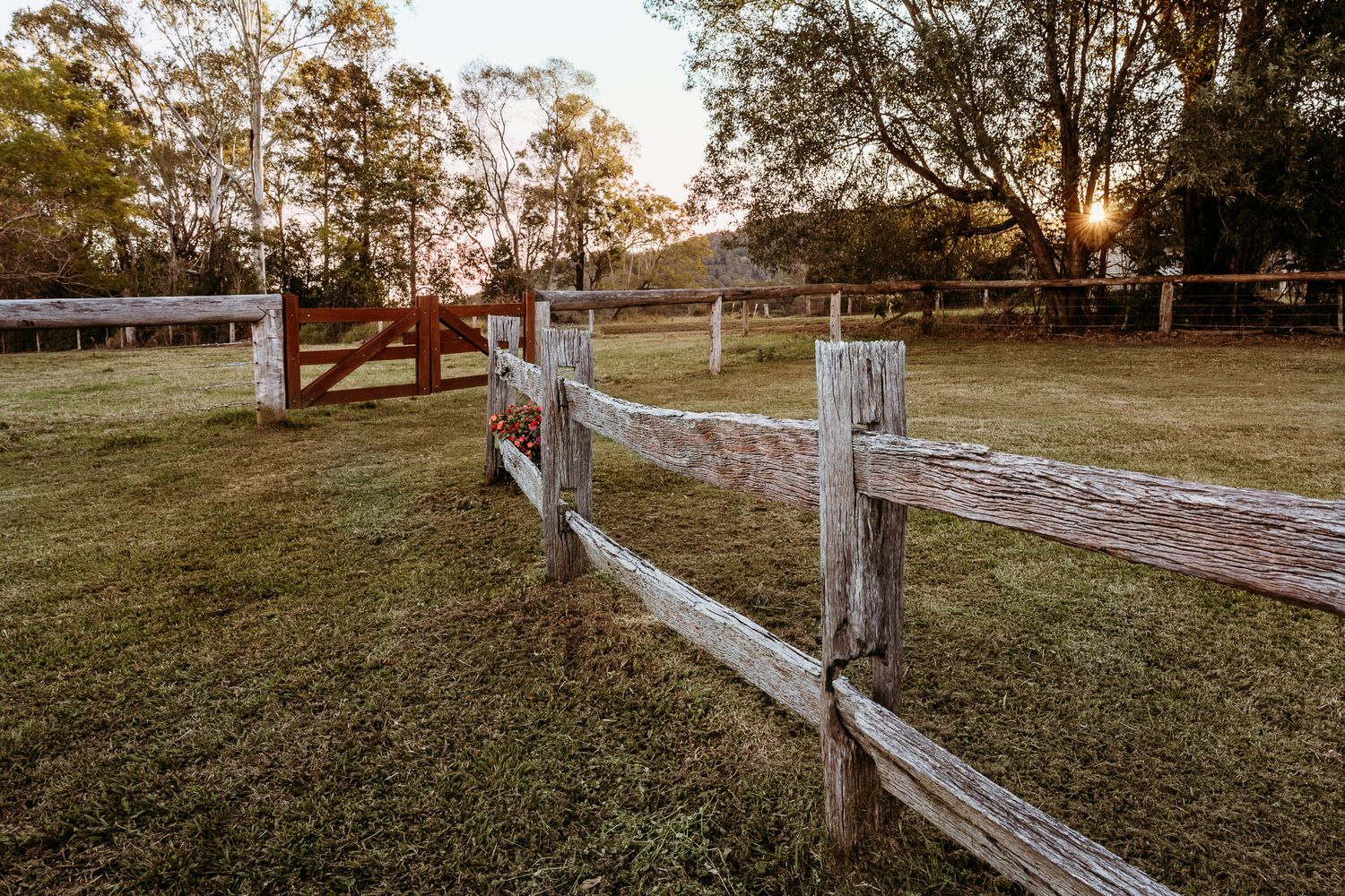 Wooden split-rail fence curves through a pastoral farm setting at golden hour.