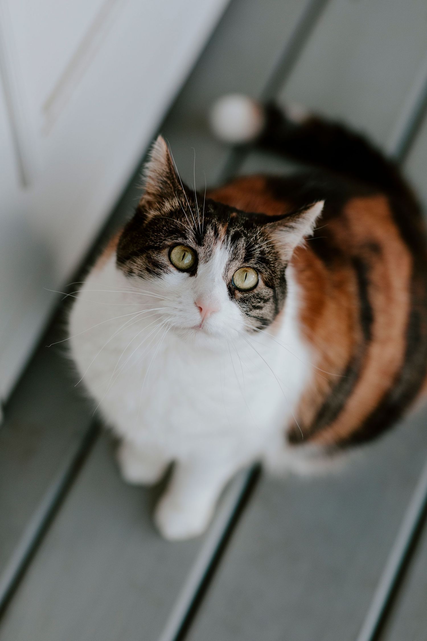 Close-up portrait of a calico cat with white and brown fur looking up at the camera.