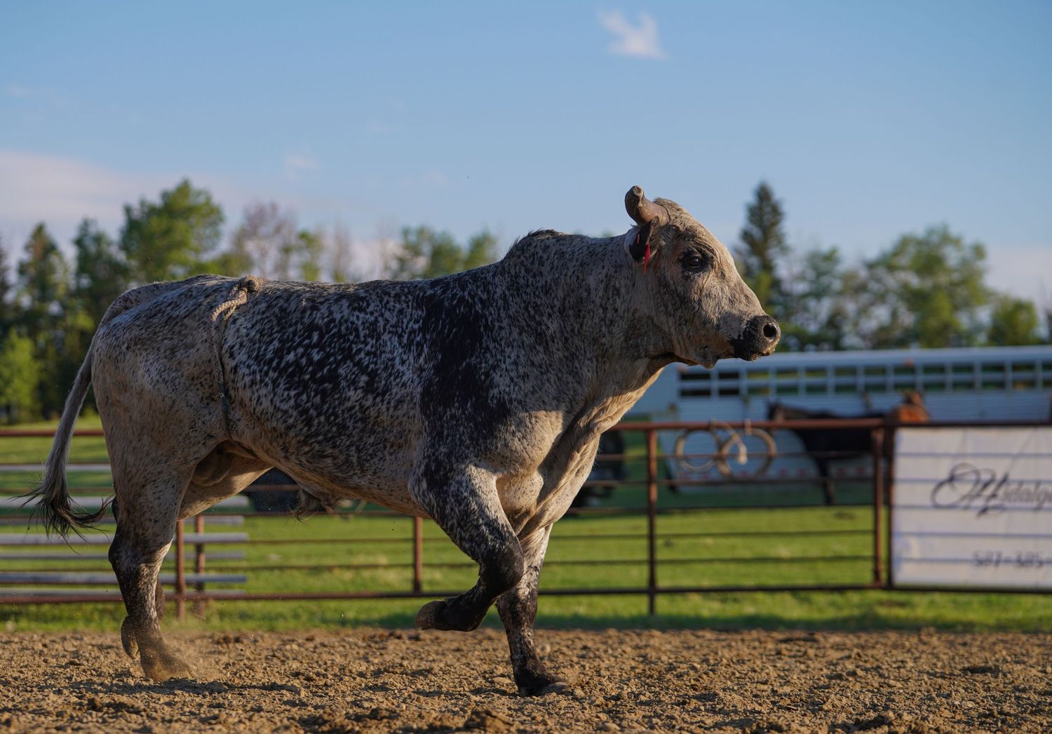 Central Alberta Rodeo Photographer
