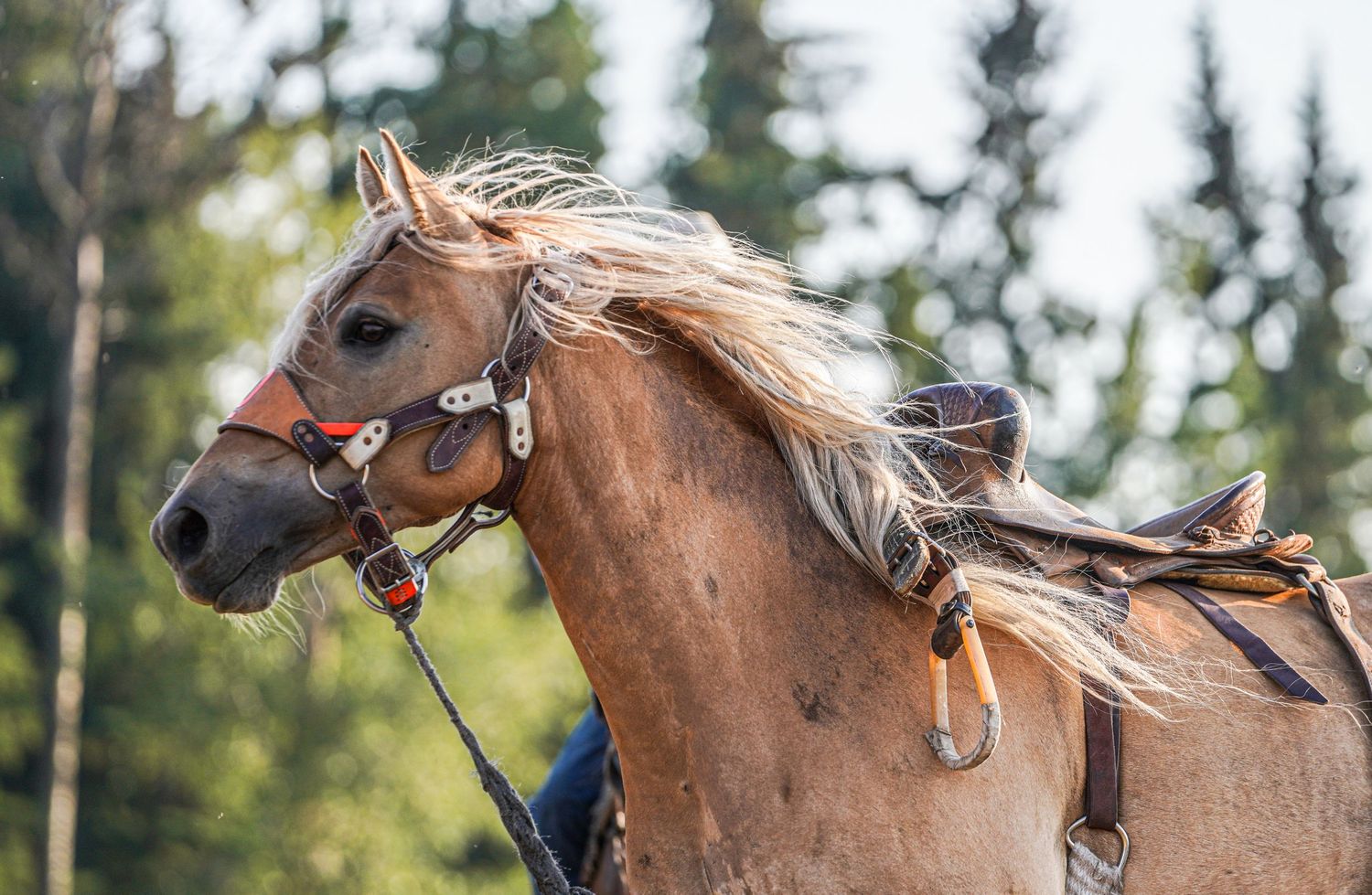 Central Alberta Rodeo Photographer