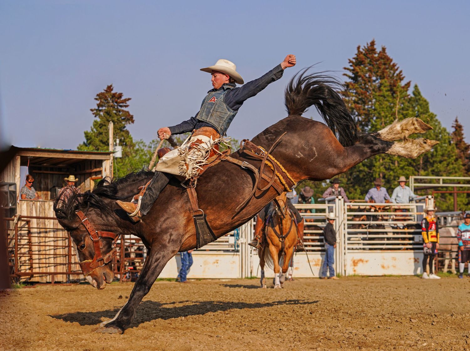 Central Alberta Rodeo Photographer