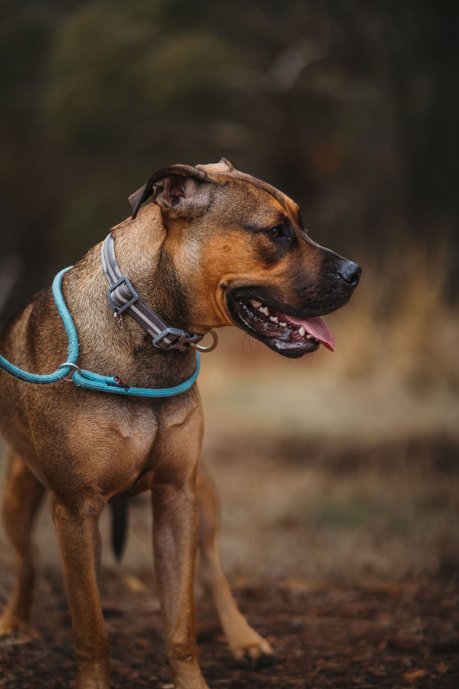 Pet photographer