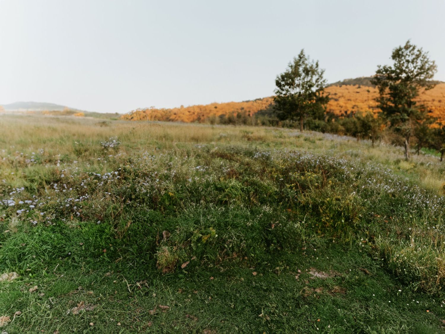 Rolling hills with autumn foliage and pine trees under a clear sky.