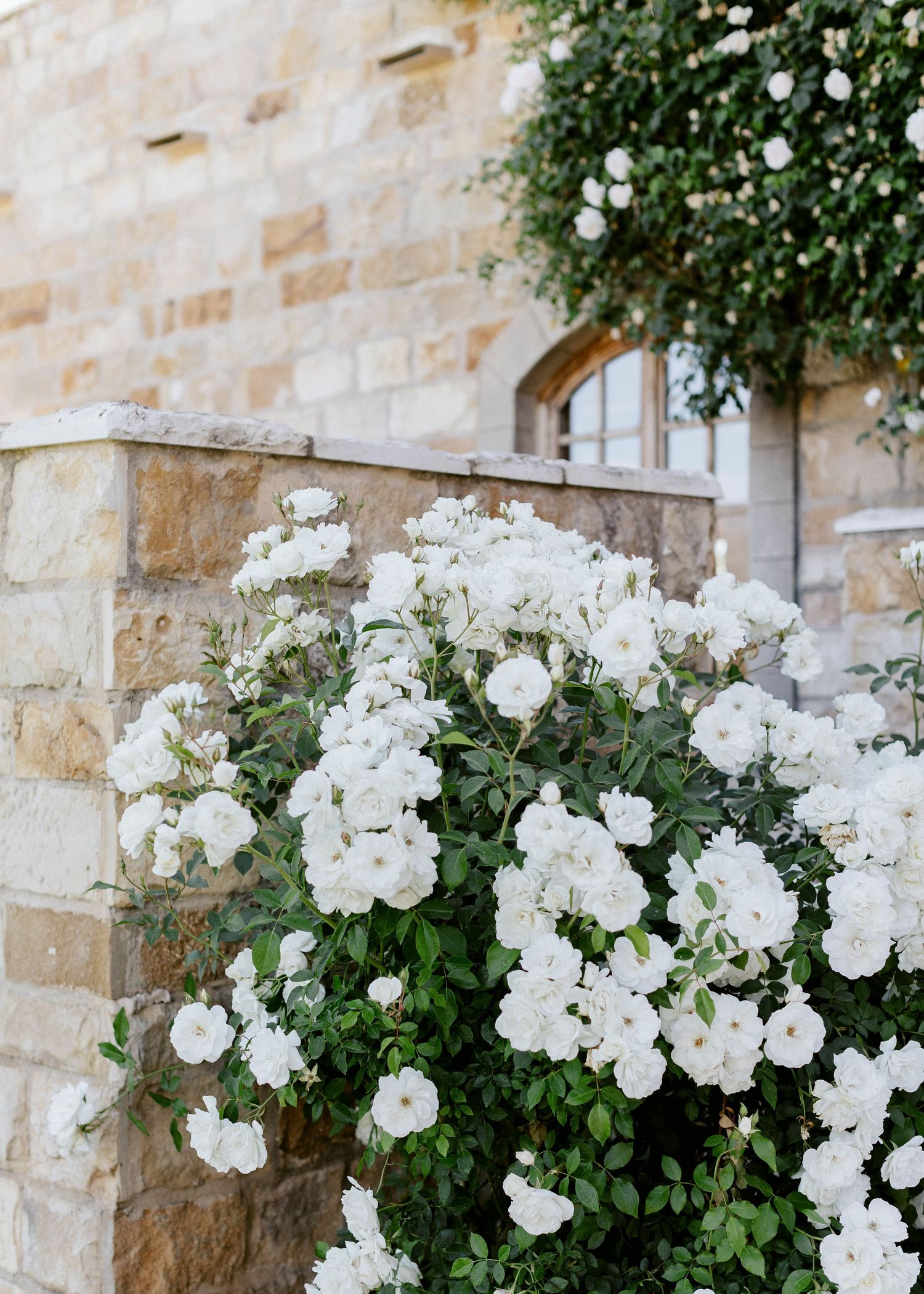 White climbing roses growing against a rustic stone wall at a winery.