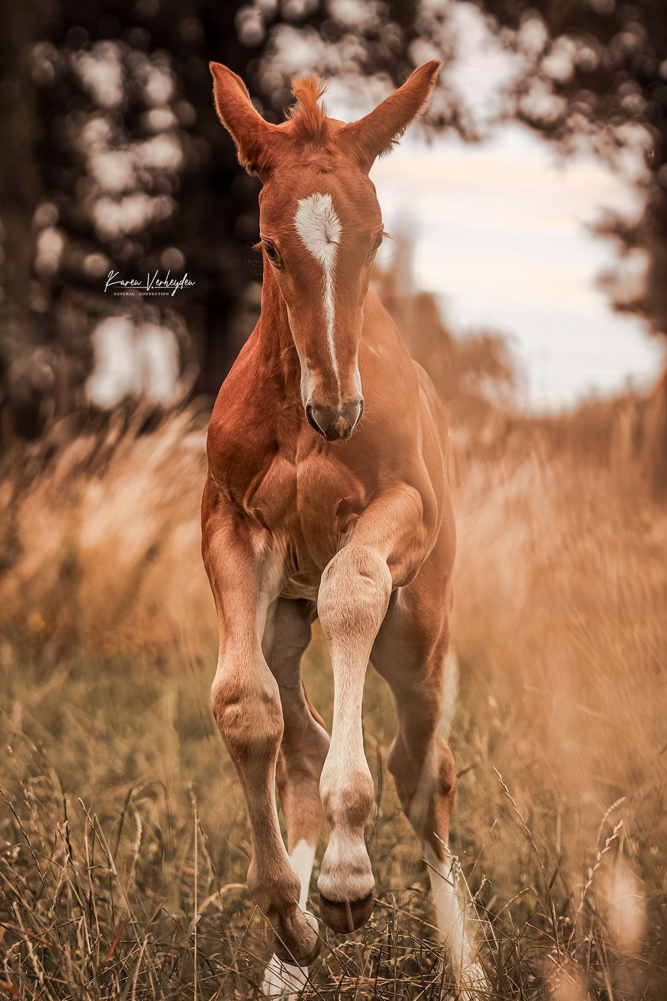 veulenfotografie en paardenfoto's en in de weide portret actie en sfeerbeelden op stal of weide KarenVerheydenPhotograph