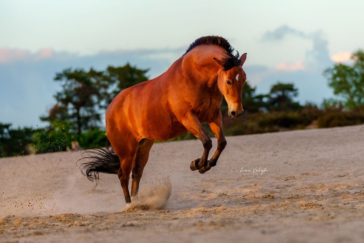paard in vrijheid in galop tijdens zonsondergang
