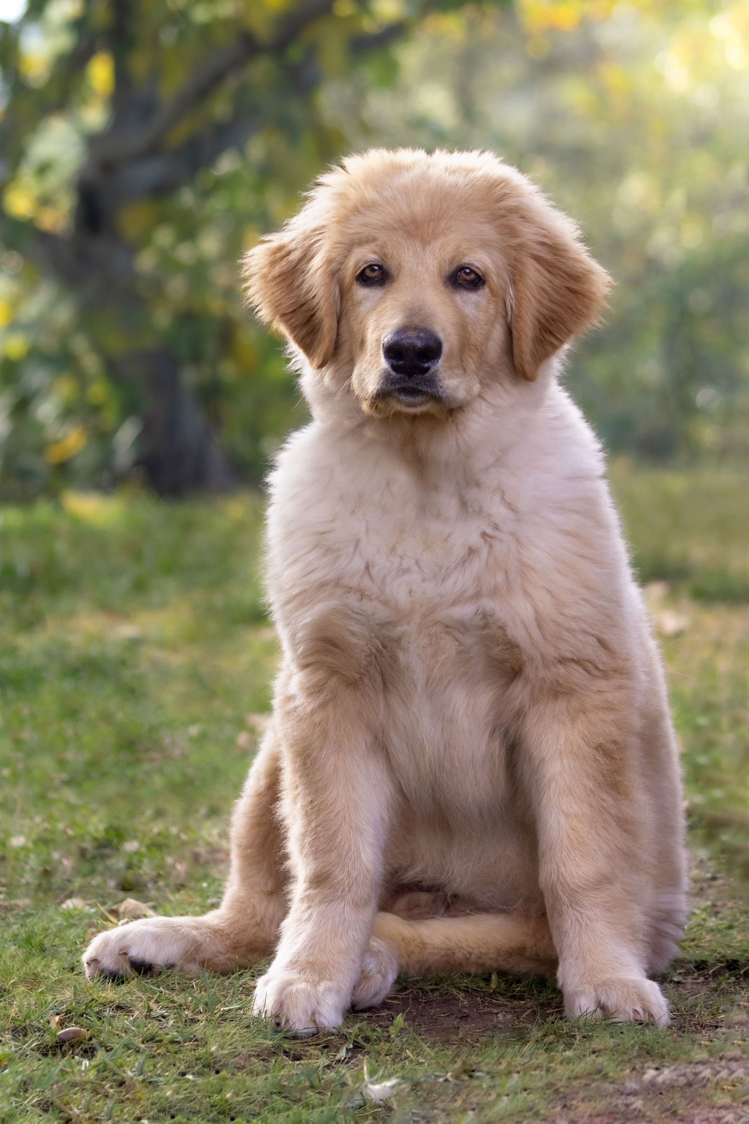 portrait photo professionnel élevage chiots Hovawart blond