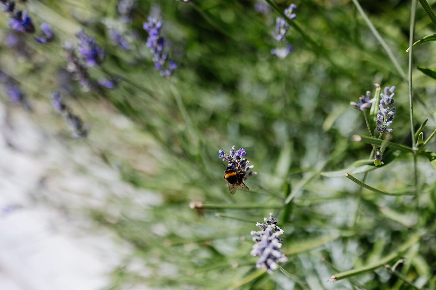 Macro shot of a bee pollinating purple lavender flowers in a garden.