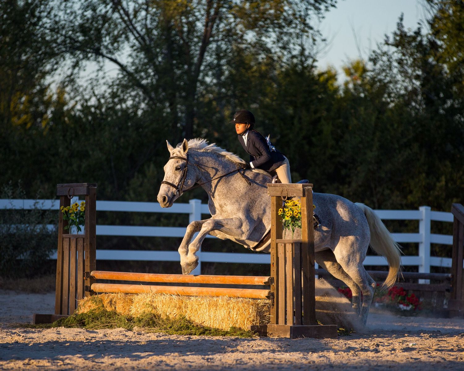 Horse and rider clearing wooden jump in evening light with white fence background.