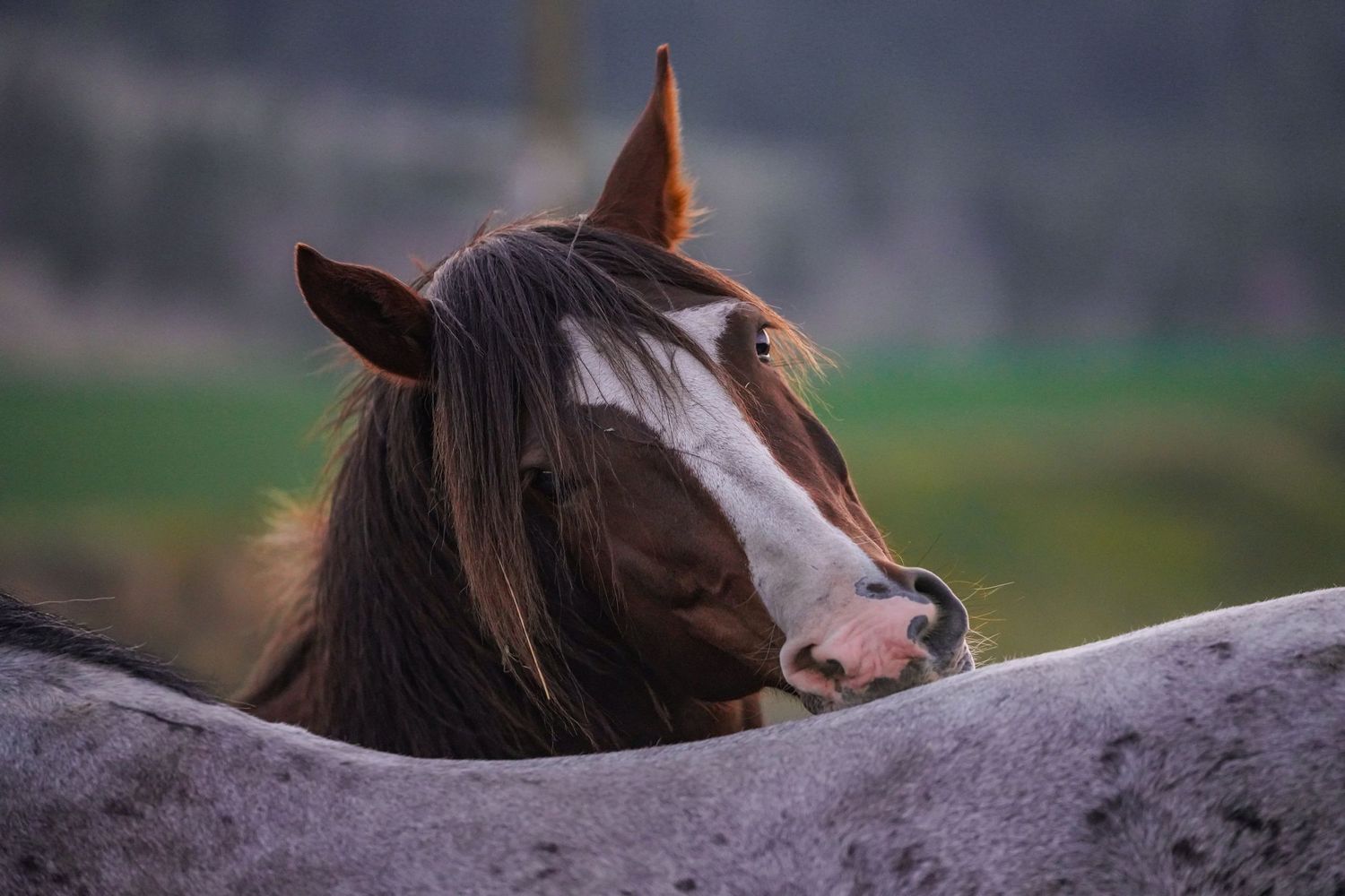 Canadian Rodeo Photographer