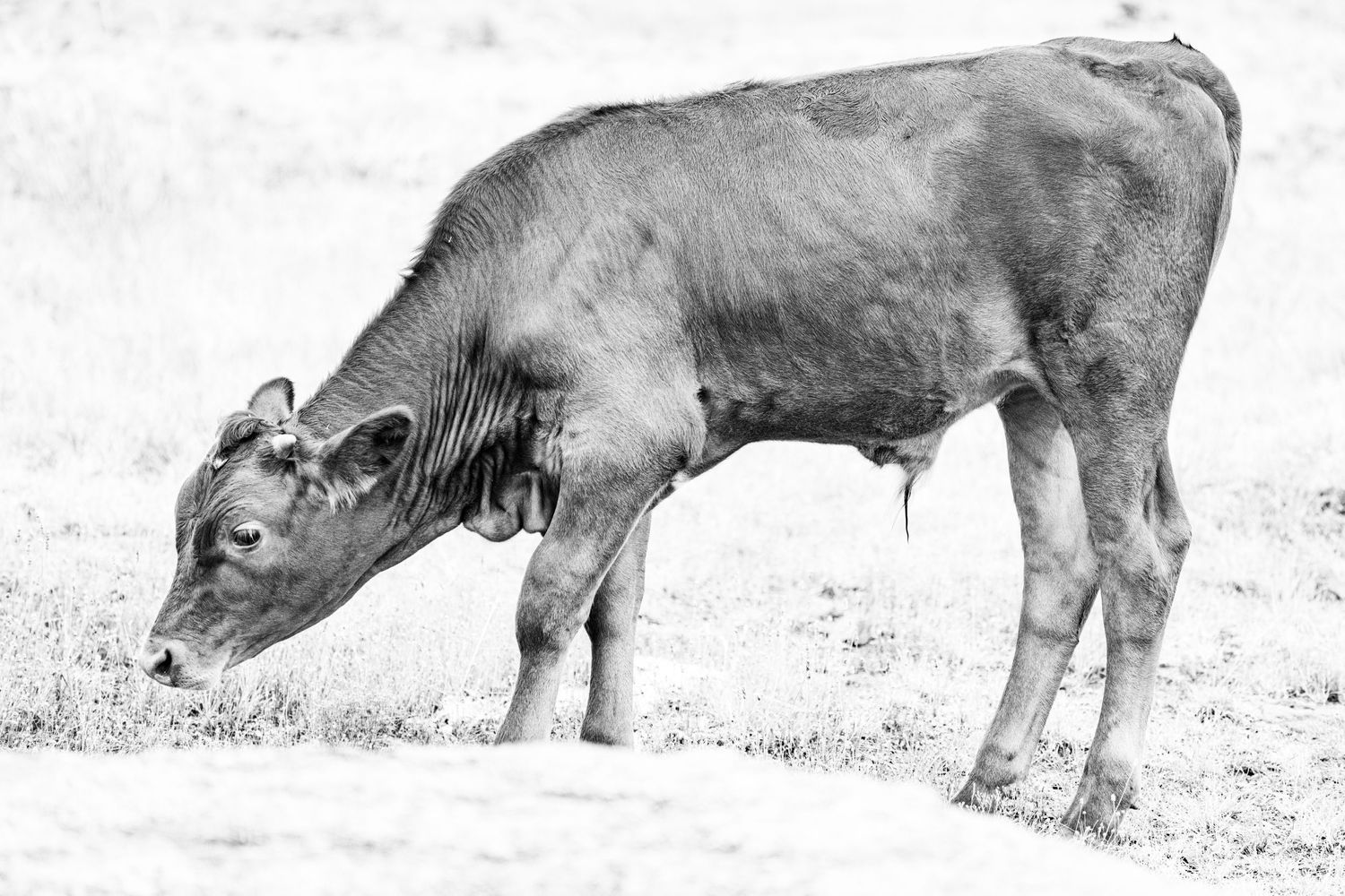 Black and white panorama of hippos grazing in a grassy field.