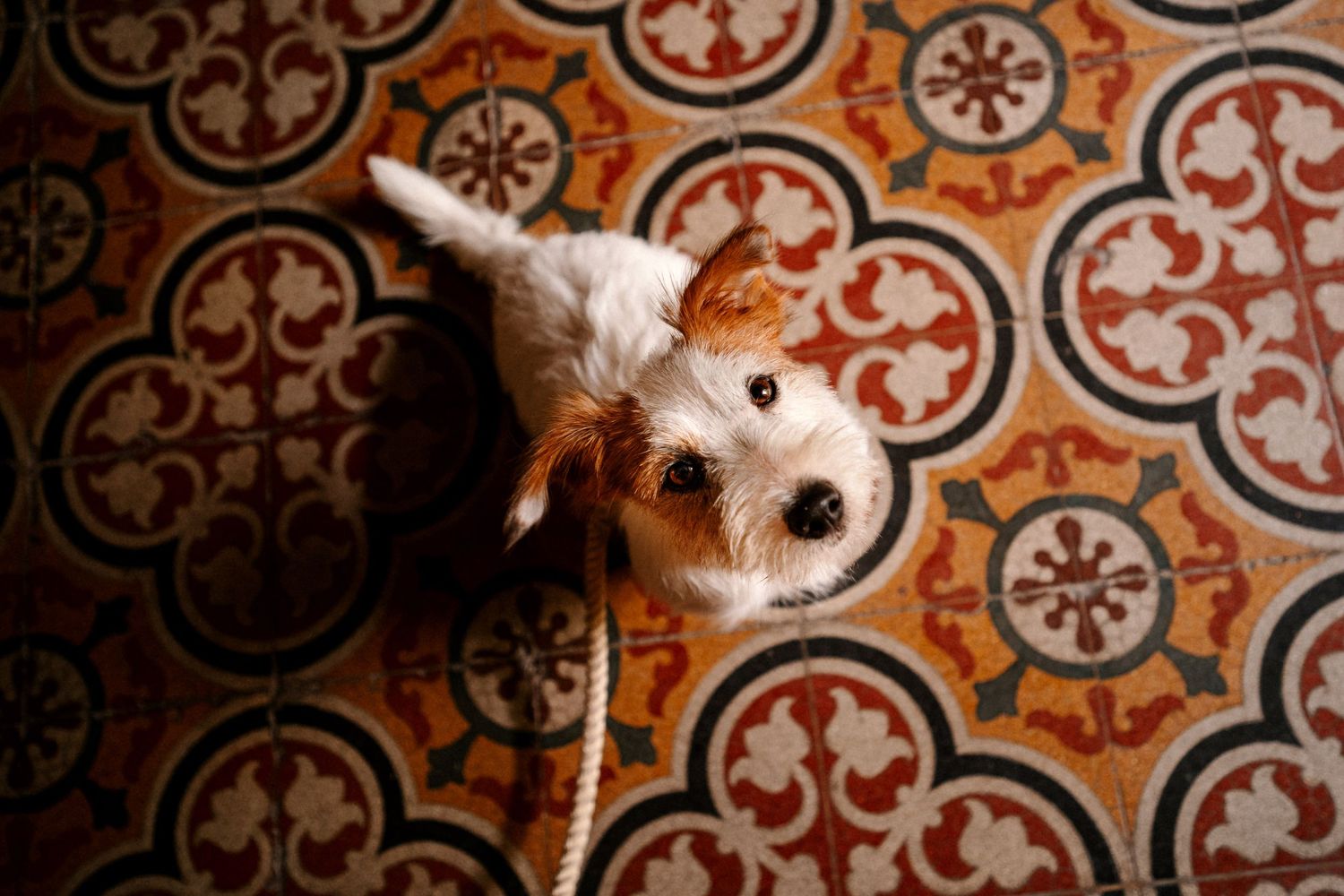 White dog lying on ornate vintage tile floor with orange and brown geometric patterns.