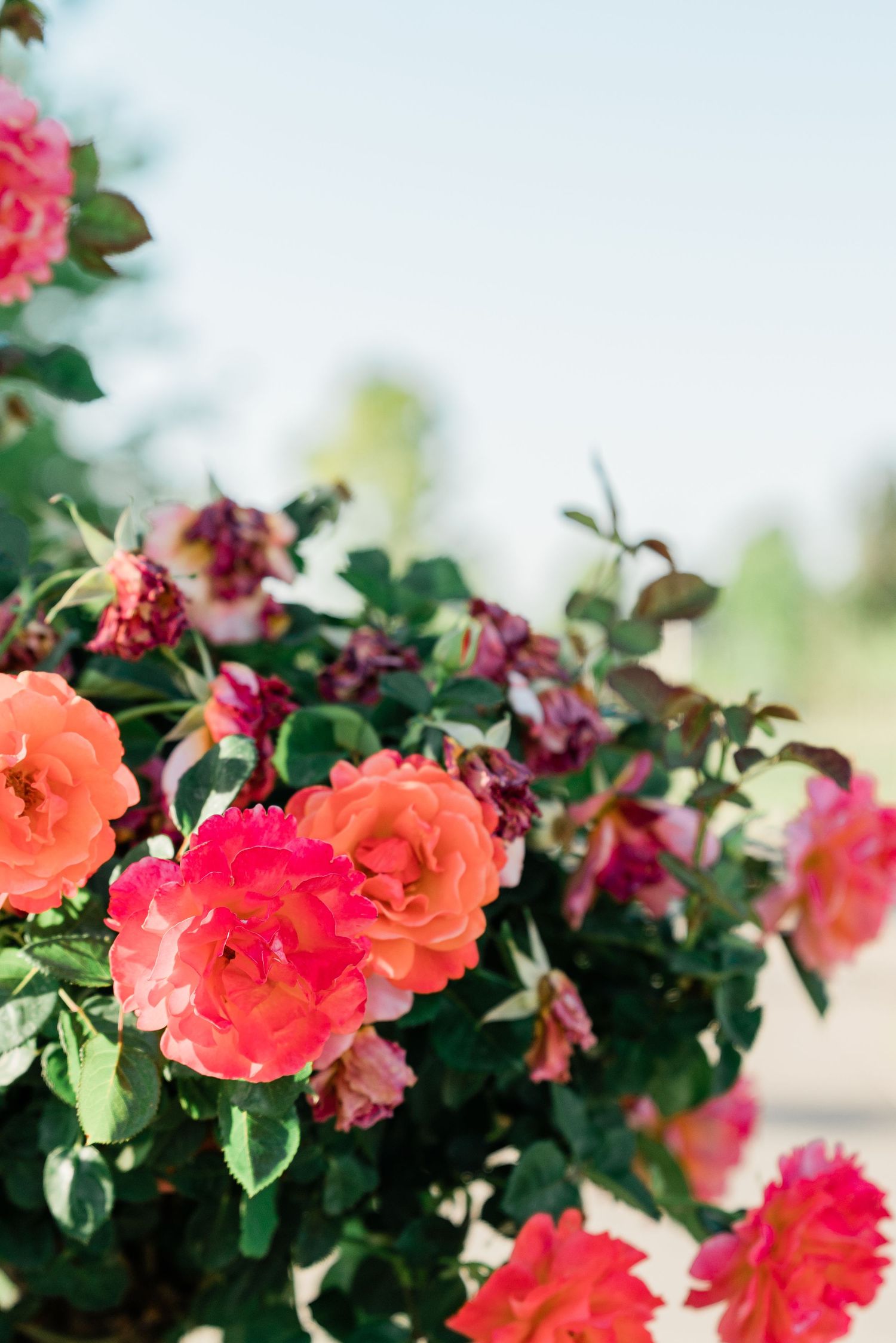 rose bush garden | Fresno State | college grad senior session | Felisha Connolly photography | senior photographer | San Luis obispo