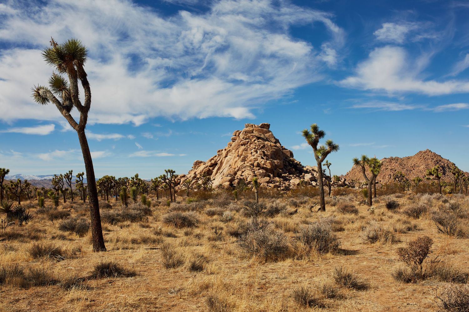 Joshua trees dot the desert landscape with rocky formations and blue sky in the background.